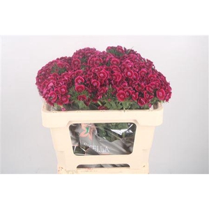 Di Barb Breanthus Jolly