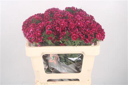 <h4>Di Barb Jolly 50cm</h4>