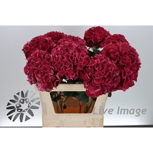 Hydrangea mag ruby red