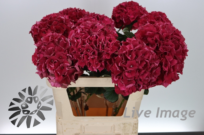 <h4>Hydrangea mag ruby red</h4>