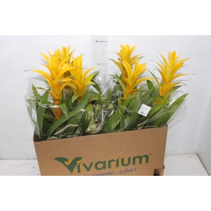 GUZMANIA AMARELA P14
