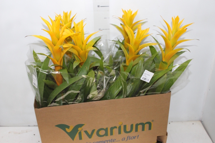 <h4>GUZMANIA AMARELA P14</h4>