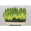 Antirrhinum Opus Yellow