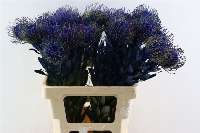 <h4>Leuco Klbh Blue</h4>
