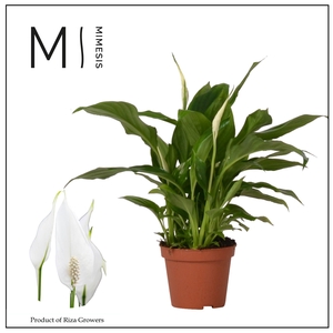 Spathiphyllum Chopin - 9 cm
