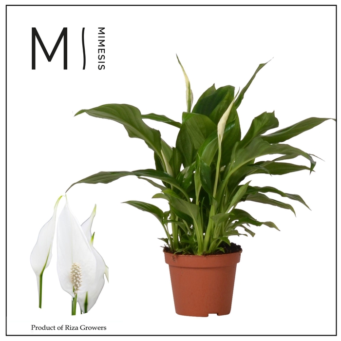 <h4>Spathiphyllum Chopin - 9 cm</h4>