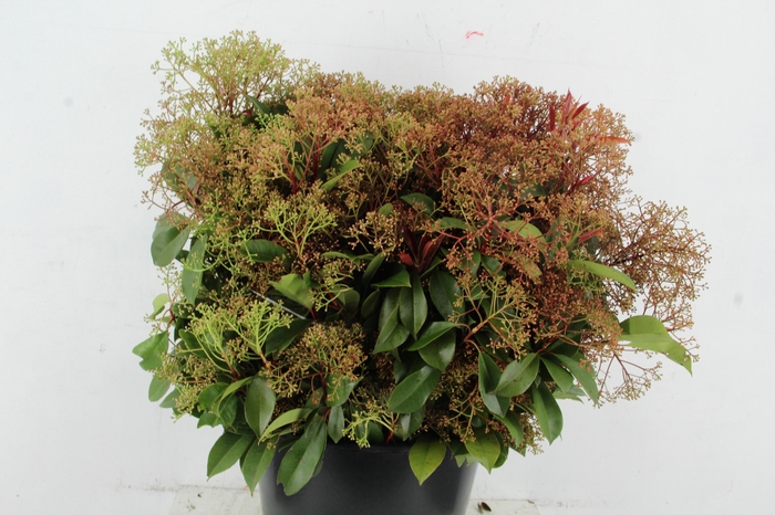 <h4>PHOTINIA RED ROBIN 300GR</h4>