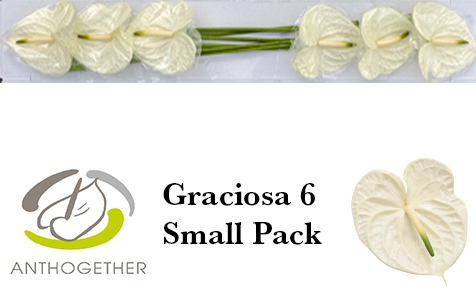 <h4>ANTH A GRACIOSA 6 Small Pack</h4>