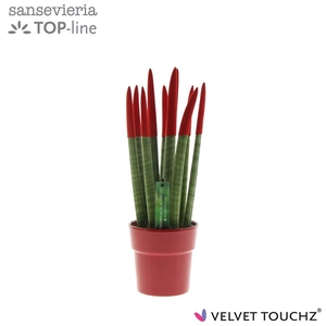 Sansevieria VELVET TOUCHZ® Rood in keramiek Edel