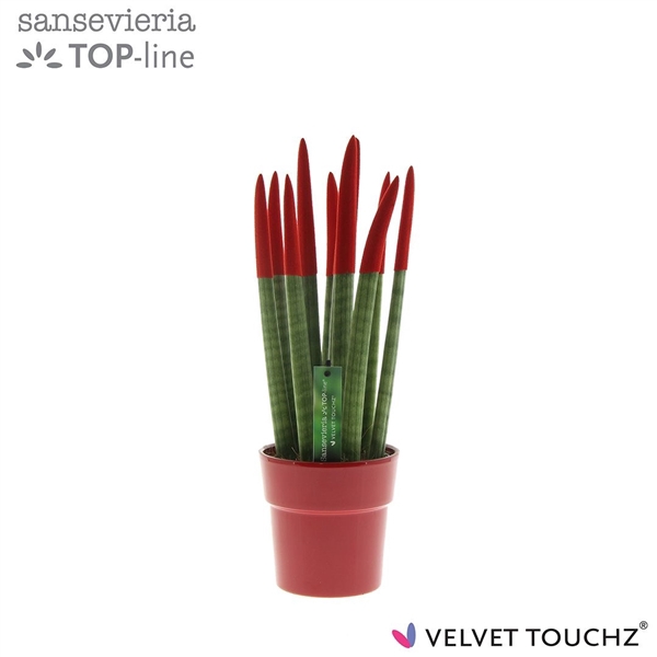 <h4>Sansevieria VELVET TOUCHZ® Rood in keramiek Edel</h4>
