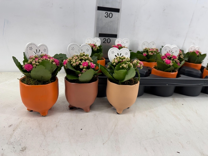 <h4>ARR PL IN SCHAAL</h4>