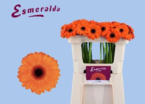 <h4>GE MI ALLURE</h4>