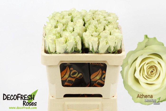 <h4>R Gr Athena</h4>