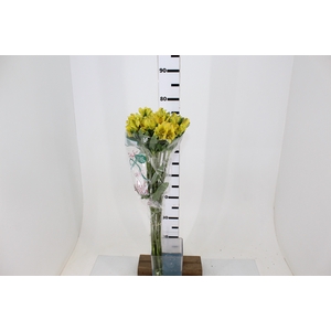 ALSTROEMERIA CARIBBEAN 080 CM