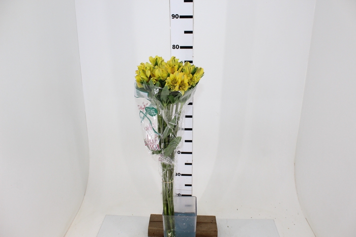 ALSTROEMERIA CARIBBEAN 080 CM