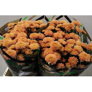 CHR SAN ELLISON ZALM