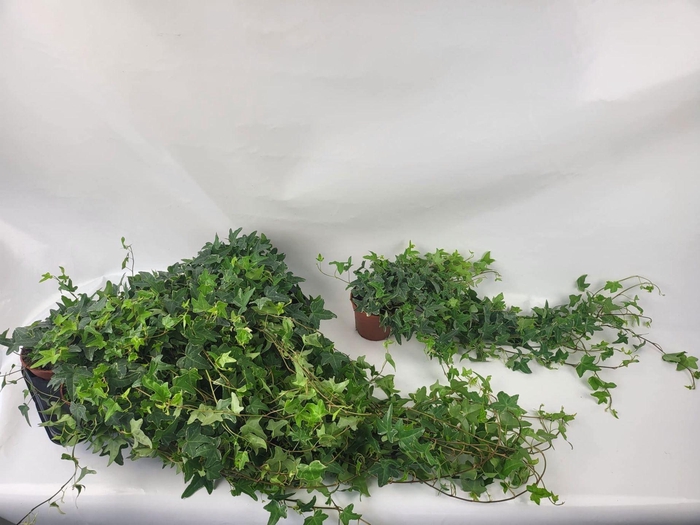 <h4>HEDERA HELIX 'MONA LISA'</h4>