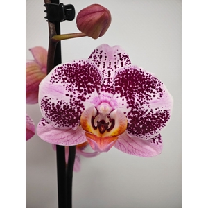 Phalaenopsis overig