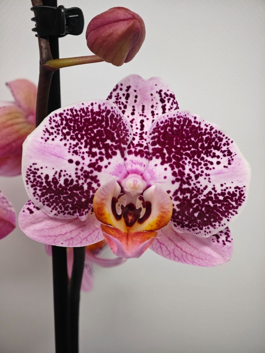 <h4>Phalaenopsis overig</h4>