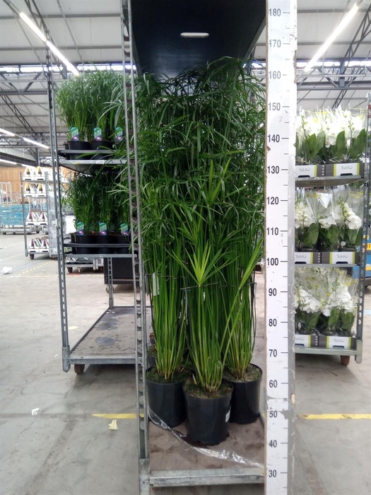 <h4>Cyperus   ...</h4>