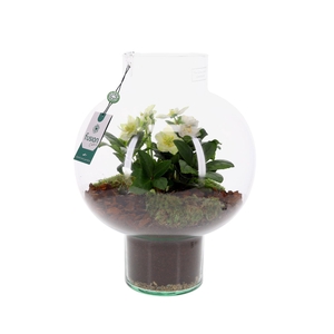 Green Bottle Laura Large met Helleborus