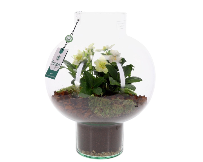 <h4>Green Bottle Laura Large met Helleborus</h4>