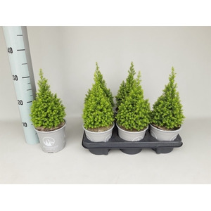 Chamaecyparis thyo. 'Spitsbergen'