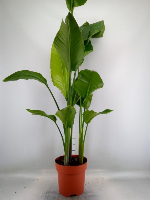 <h4>Strelitzia nicolai</h4>
