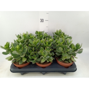 Crassula  'Minova Magic'