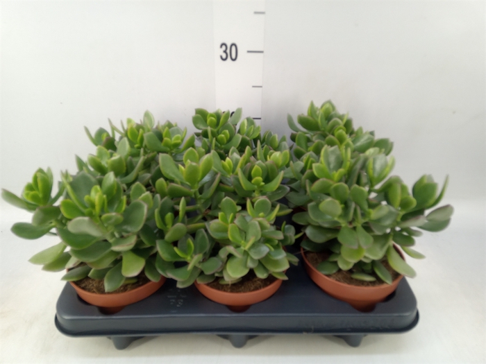 <h4>Crassula  'Minova Magic'</h4>