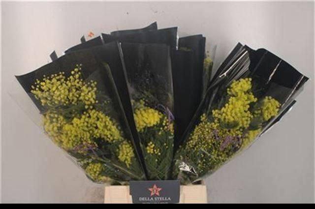 <h4>ACACIA BAILEYA BL BS</h4>