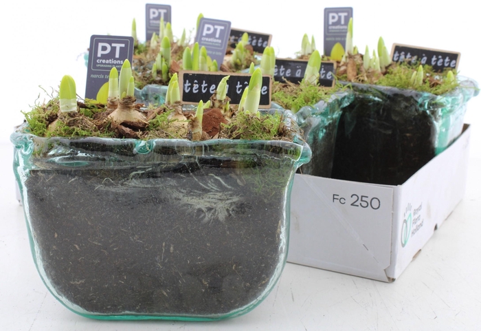 <h4>ARR N TETE A TETE</h4>