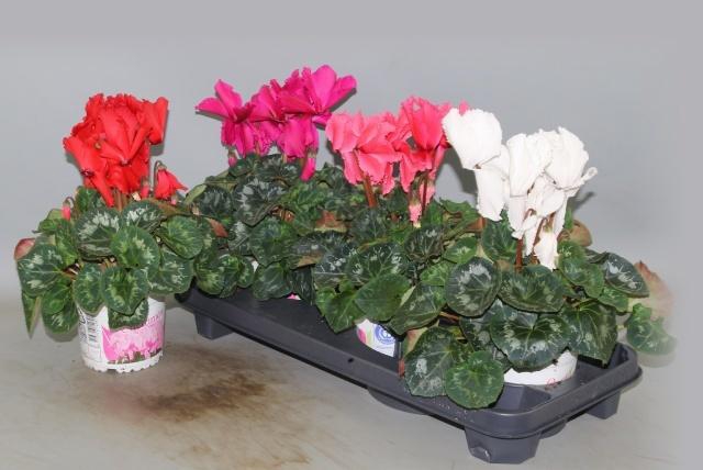 <h4>CYCL GR HAL CURLY</h4>