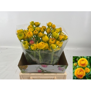 RAN AM YELLOW PASTEL