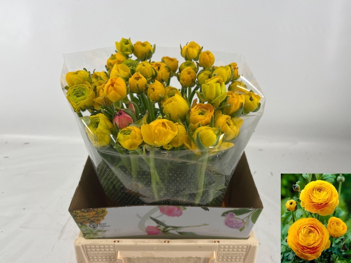 <h4>RAN AM YELLOW PASTEL</h4>