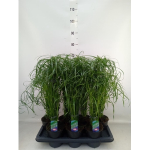 Cyperus alternifolius