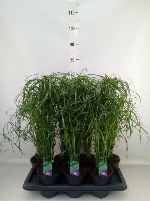 <h4>Cyperus alternifolius</h4>
