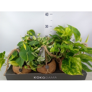 Scindapsus   ...