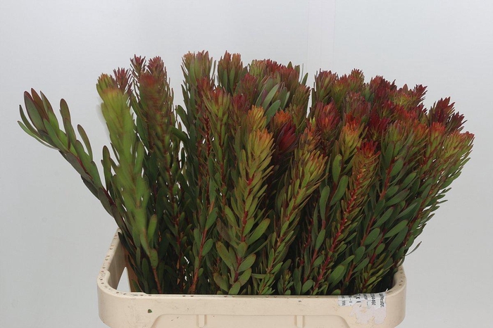 <h4>LEUCAD SAF SUNSET</h4>