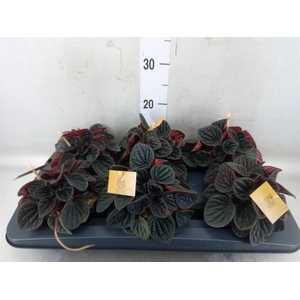 Peperomia