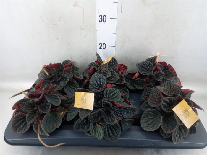 <h4>Peperomia</h4>
