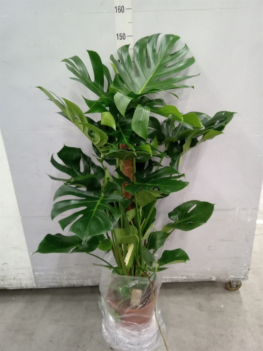 <h4>Monstera delic.</h4>