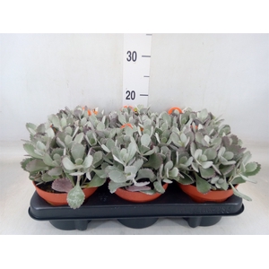 Kalanchoe NF pumila