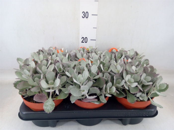 <h4>Kalanchoe NF pumila</h4>