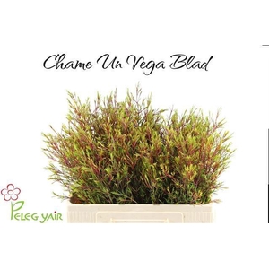 CHAME UN VEGA BLAD