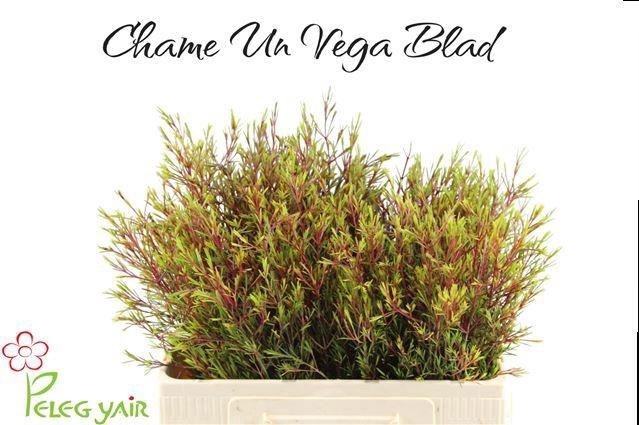 <h4>CHAME UN VEGA BLAD</h4>