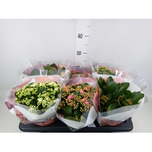 Kalanchoe blos. 'RoyalDon'   ..mix
