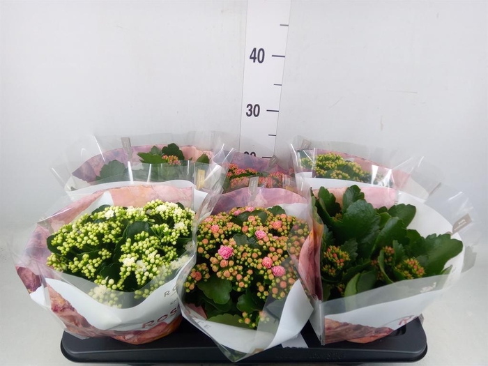 <h4>Kalanchoe blos. 'RoyalDon'   ..mix</h4>