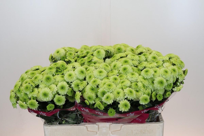 <h4>Chrysanthemum Santini Aaa Bumper</h4>