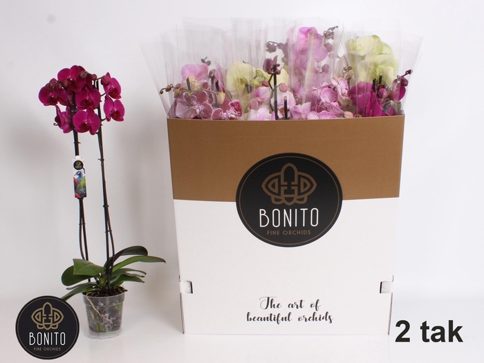 <h4>PHAL GEM 7 KL</h4>